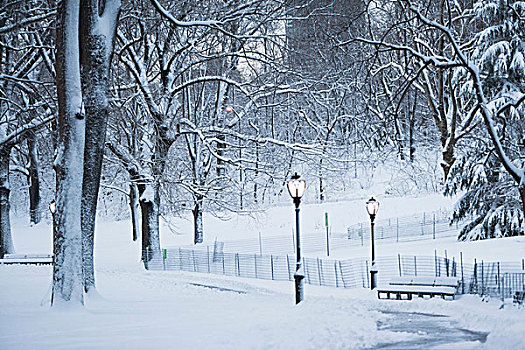 树,雪,城市公园