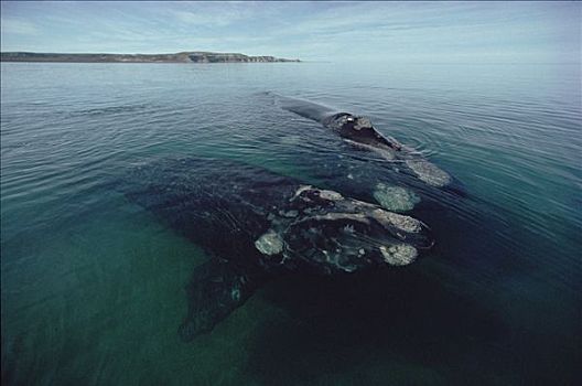 南露脊鲸,一对,水面,瓦尔德斯半岛,阿根廷