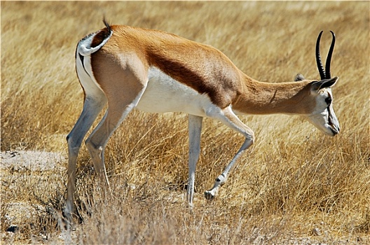 瞪羚,国家公园