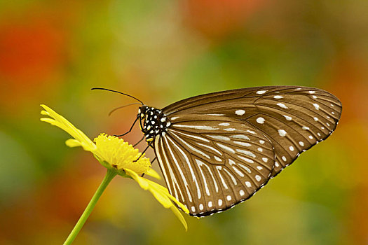 蝴蝶,花,金马伦高地,西部,马来西亚