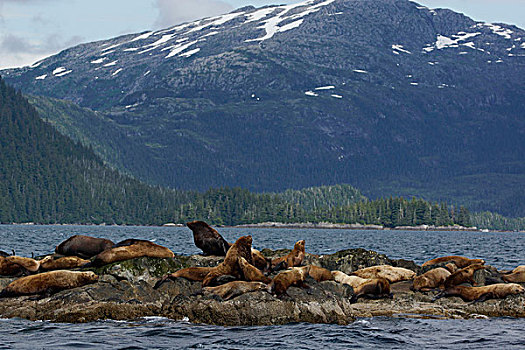 海狮,北海狮,群,室外,岩石上,阿拉斯加