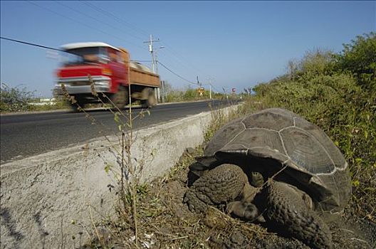 岛屿,龟,加拉帕戈斯象龟,挨着,道路,交通,高地,圣克鲁斯岛,加拉帕戈斯群岛,厄瓜多尔