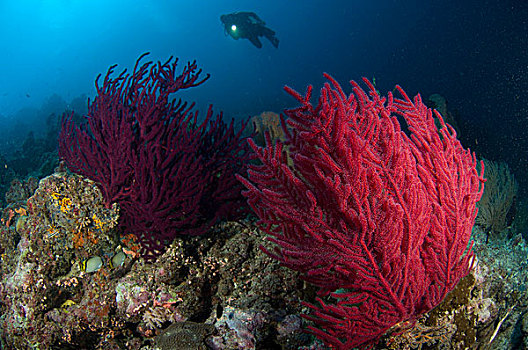 潜水,看,彩色,礁石,海洋,所罗门群岛