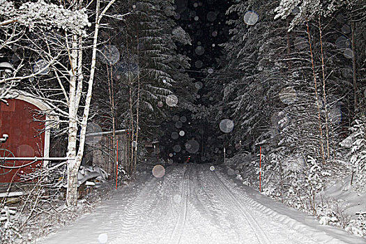 道路,树,雪,天气,夜晚