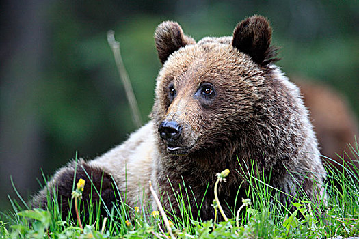 大灰熊,棕熊,幼兽,班芙国家公园,艾伯塔省,加拿大
