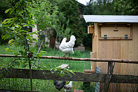 鸡肉,花园