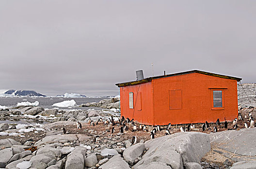 紧急,小屋,岛屿,雷麦瑞海峡,南极半岛,南极