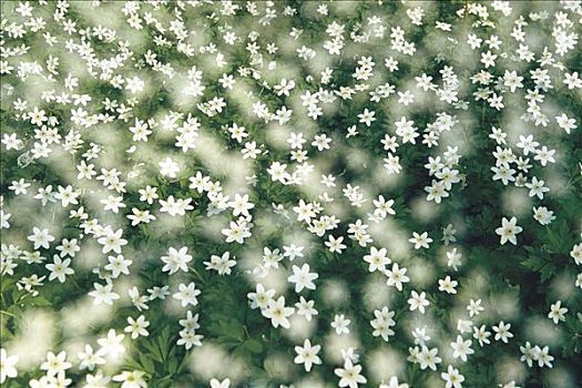 草地,满,五叶银莲花,瑞典