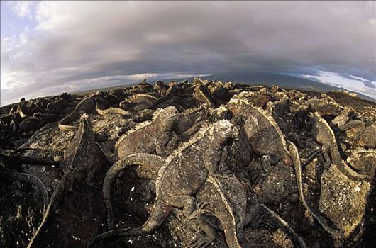 海鬣蜥,密集,生物群,晒太阳,火山岩,费尔南迪纳岛,加拉帕戈斯群岛,厄瓜多尔