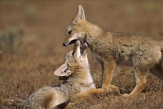 南美,灰色,狐狸,幼兽,玩,托雷德裴恩国家公园,智利