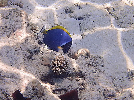 蓝色热带鱼,黄色背鳍,海底,珊瑚