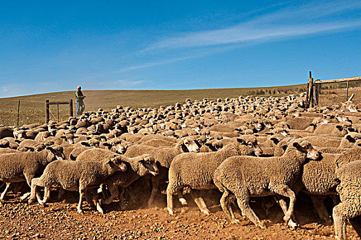 绵羊,牧群,农场,西海角,南非