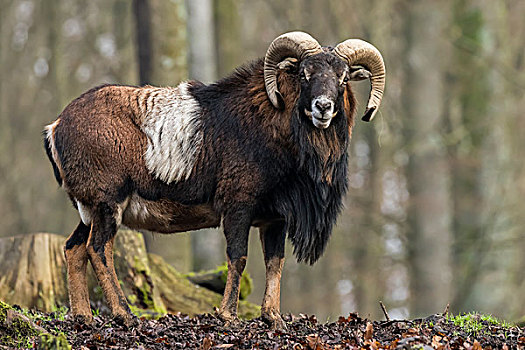 欧洲,欧洲盘羊,莱茵兰普法尔茨州,德国