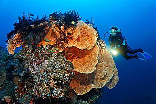 珊瑚,开屏,海洋,潜水者,羽毛,星,珊瑚礁,海绵,巴厘岛,印度尼西亚,印度洋,亚洲