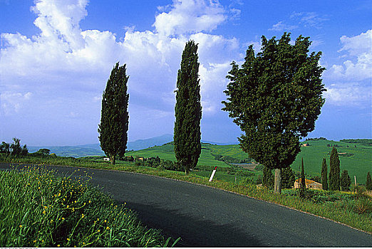 道路,树,靠近,托斯卡纳,意大利
