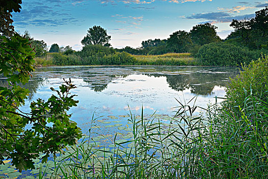 湖,自然保护区,黑森州,德国