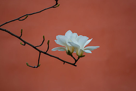 白色的玉兰花