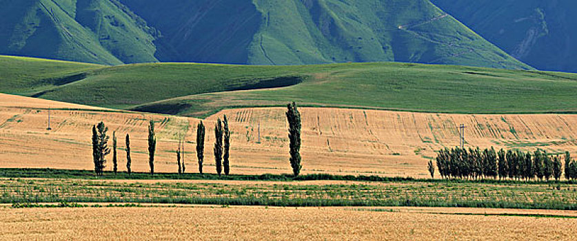 新疆伊犁肖尔布拉克的麦田