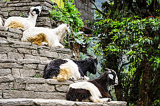 山羊,跋涉,安娜普纳地区,尼泊尔,亚洲