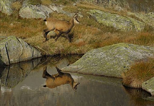 年轻,岩羚羊,臆羚,反射,高山湖,伯恩,瑞士