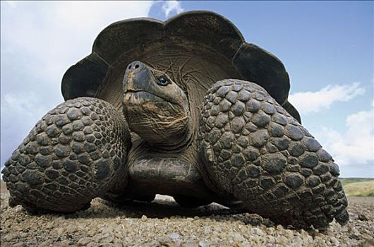 加拉帕戈斯巨龟,加拉帕戈斯象龟,大,火山口,边缘,阿尔斯多火山,伊莎贝拉岛,加拉帕戈斯群岛,厄瓜多尔