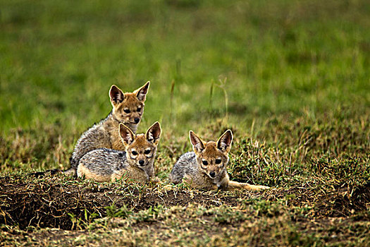 幼小,黑背狐狼,马赛马拉,肯尼亚
