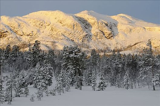 树林,山,冬天,风景,挪威