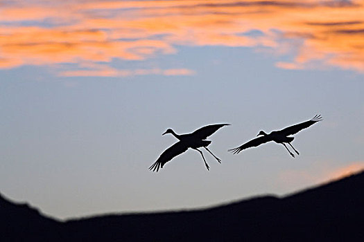 沙丘鹤,飞行,日落,野生动植物保护区,新墨西哥,美国