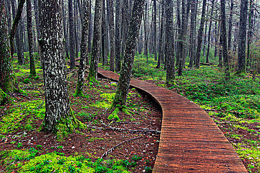 木板路,树林,国家公园,新斯科舍省,加拿大