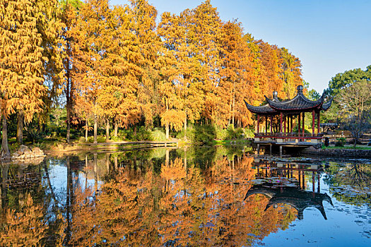 秋天的中国湖北武汉植物园