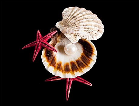 珍珠,海贝,异域风情,海螺壳,财富,海洋
