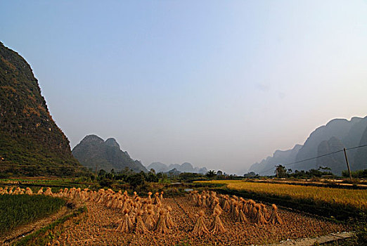 地点,稻米,丰收,岩石,喀斯特地貌,风景,靠近,阳朔,桂林,亚洲