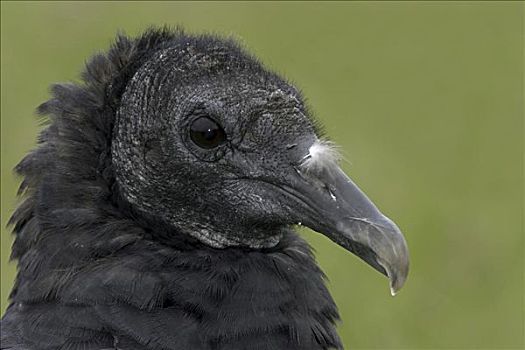 黑美洲鹫