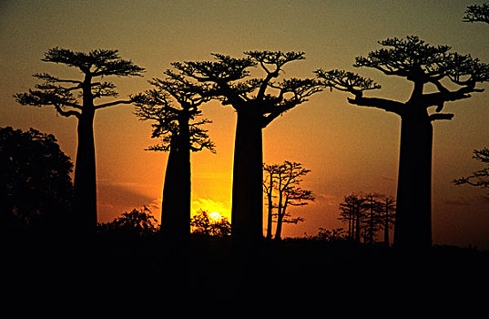 小路,猴面包树,树,日落,靠近,穆龙达瓦,西部,马达加斯加,非洲,印度洋