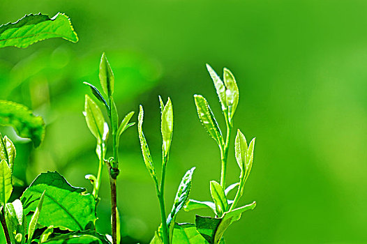 龍井茶,茶葉