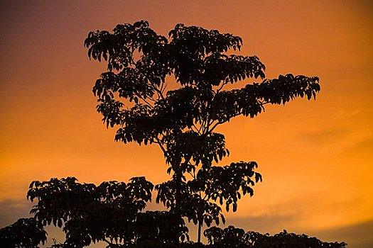 树,日落,哥斯达黎加