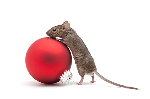 圣诞节,老鼠,小玩意,隔绝