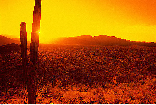 日落,上方,风景,剪影,仙人掌,北下加利福尼亚州,墨西哥