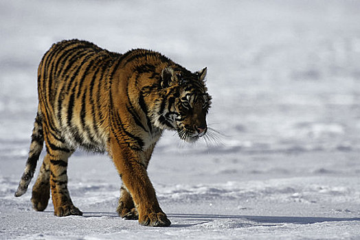 西伯利亚虎,东北虎