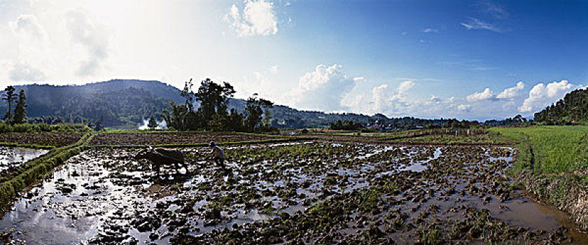 印度尼西亚,巴厘岛,男人,收获,稻田,牛