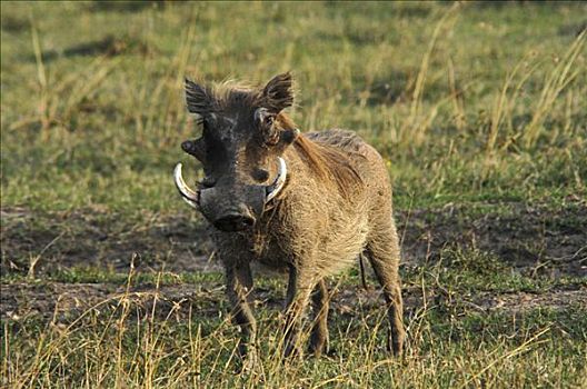 疣猪,禁猎区,肯尼亚,非洲