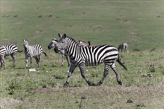 牧群,斑马,走,地点,马赛马拉国家保护区,肯尼亚