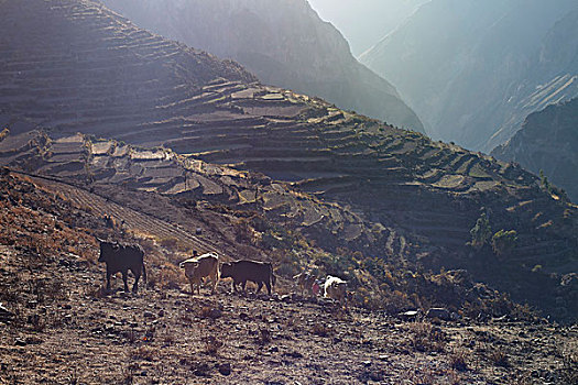 母牛,山腰,柯卡谷,秘鲁