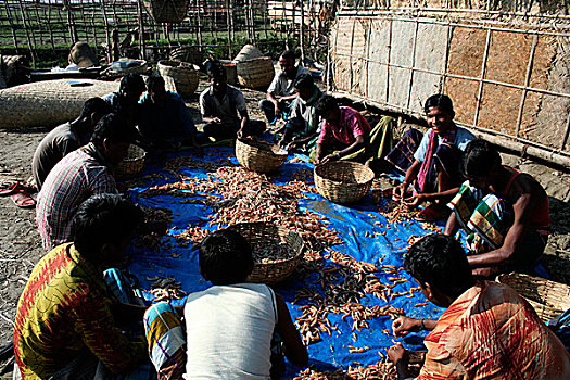渔民,准备,虾,弄干,红点鲑,岛屿,南方,面对,湾,孟加拉,十一月,2007年