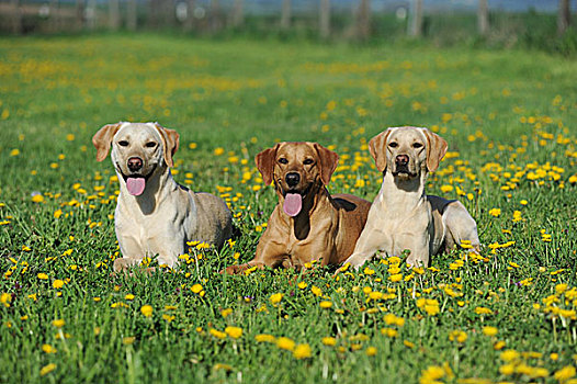 拉布拉多犬,黄色,坐,蒲公英,草地