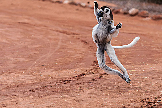 跳舞,维氏冕狐猴,马达加斯加,非洲