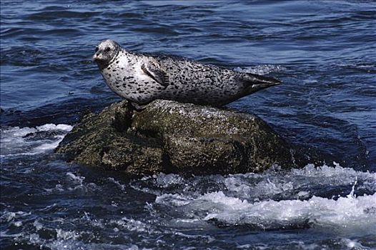 斑海豹,平衡性,岩石上,蒙特里,加利福尼亚