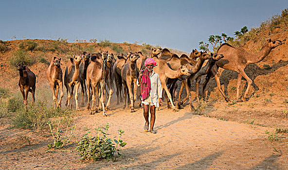 道路,普什卡,骆驼,市场,拉贾斯坦邦,印度,亚洲
