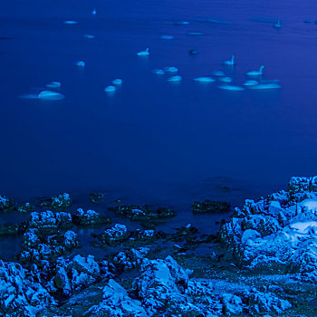 山东威海俚岛镇烟墩角拍摄的冬天雪地天鹅风景