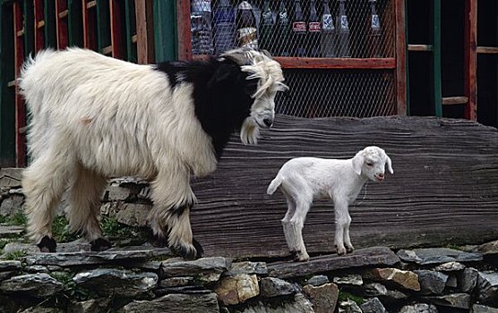 山羊,站立,年轻,一个,尼泊尔